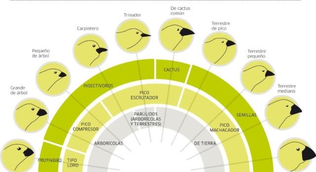 Naturaleza Pregunta Trivia: ¿Por qué se dice que Darwin formuló su teoría de la Evolución de las Especies, basado en los pinzones de Galápagos?