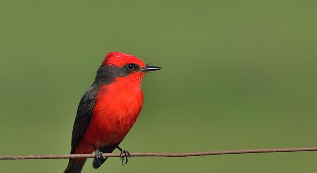 Naturaleza Pregunta Trivia: ¿Con qué nombre se conoce el ave de la foto en Argentina?