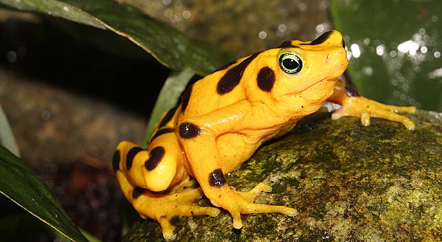 Nature Trivia Question: What is the name of this frog?