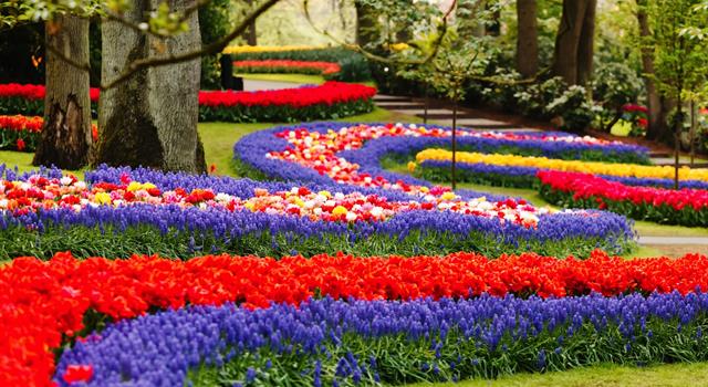 Geography Trivia Question: Which Dutch 79-acre park is a popular tourist destination for flower bulb fanciers?