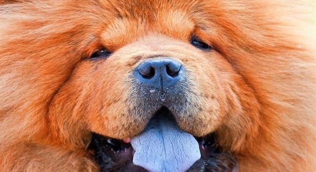 Naturaleza Pregunta Trivia: ¿A cuál raza pertenece el perro que aparece en la fotografía y que se caracteriza por tener la lengua azulada?
