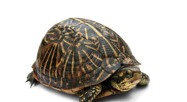 Naturaleza Pregunta Trivia: ¿Cuál de las siguientes afirmaciones sobre las tortugas es falsa?
