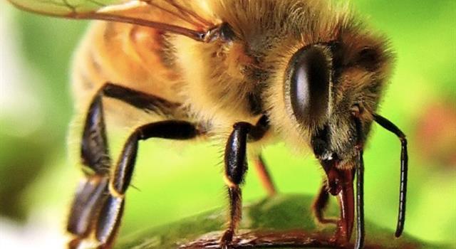Cultura Pregunta Trivia: En el cuento de Horacio Quiroga "La abeja haragana", ¿cómo salva su vida la protagonista?