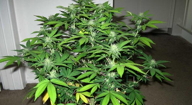 Culture Trivia Question: How many Marijuana plants per household will Canadians be allowed to grow legally starting in July, 2018?