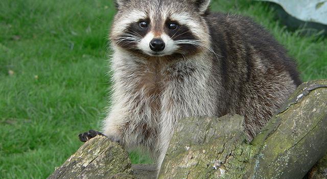 Nature Trivia Question: How many toes does a raccoon have on each appendage?