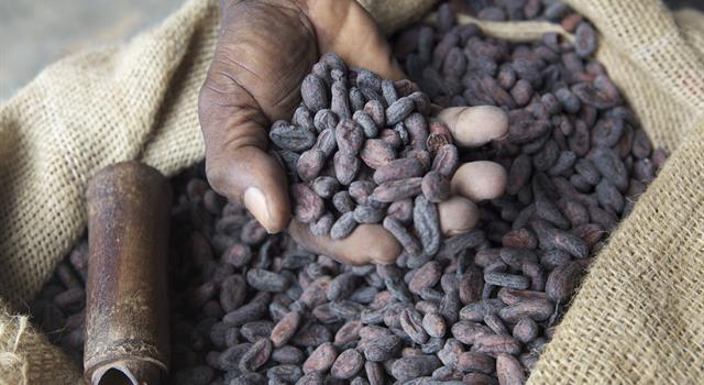 Kultura Pytanie-Ciekawostka: Ile odmian ziaren kakaowych stosuje się do produkcji kakao?