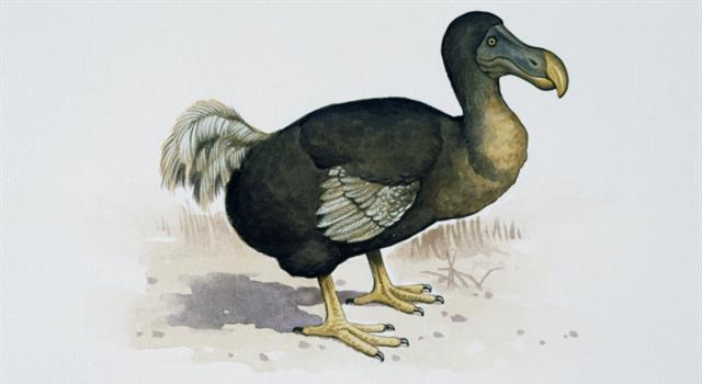 Nature Trivia Question: On which island did the now extinct dodo live?