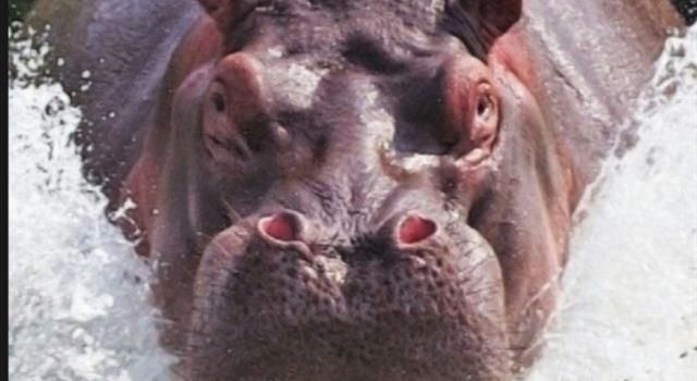 Nature Trivia Question: What happens when you upset a hippo?
