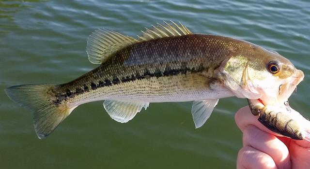 Nature Trivia Question: What is the state fish of Texas?