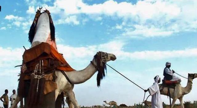 Culture Trivia Question: What is this camel carrying?