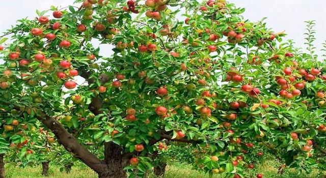 Nature Trivia Question: Where did the Apple tree originate?