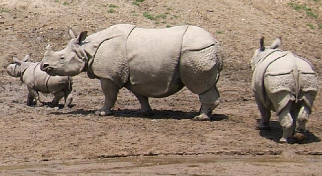 Naturaleza Pregunta Trivia: ¿Cuántas especies de rinocerontes existen en la actualidad?