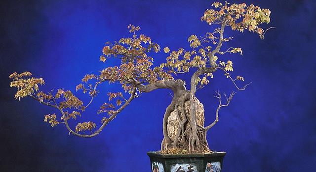 Naturaleza Pregunta Trivia: ¿De qué país es originario el arte del bonsái?