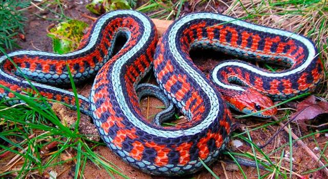 Naturaleza Pregunta Trivia: ¿En qué continente existen más serpientes venenosas que inocuas ?