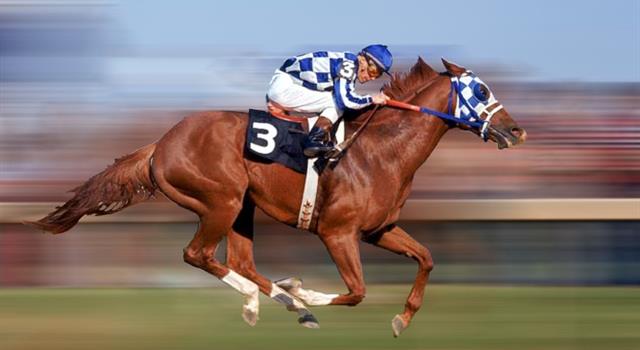 Sport Trivia Question: How long was Secretariat’s horse racing career?