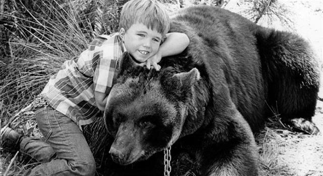 Movies & TV Trivia Question: In the American TV series "Gentle Ben" what was the name of the bear that played “Gentle Ben”?