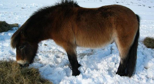 Naturaleza Pregunta Trivia: La raza de ponis más antigua conocida se llama Exmoor. ¿De dónde es originaria?