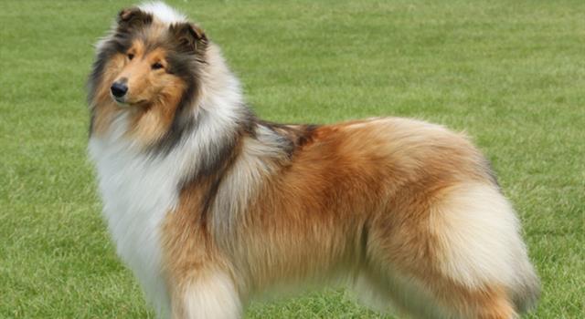 Movies & TV Trivia Question: On the U.S. TV series "Lassie" (1954-1971), which of the following characters was the first boy to serve as Lassie's owner?