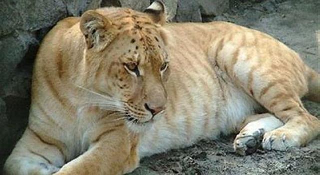 Nature Trivia Question: What is a liger?