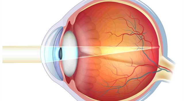 Science Trivia Question: What is the central part of the human retina called?