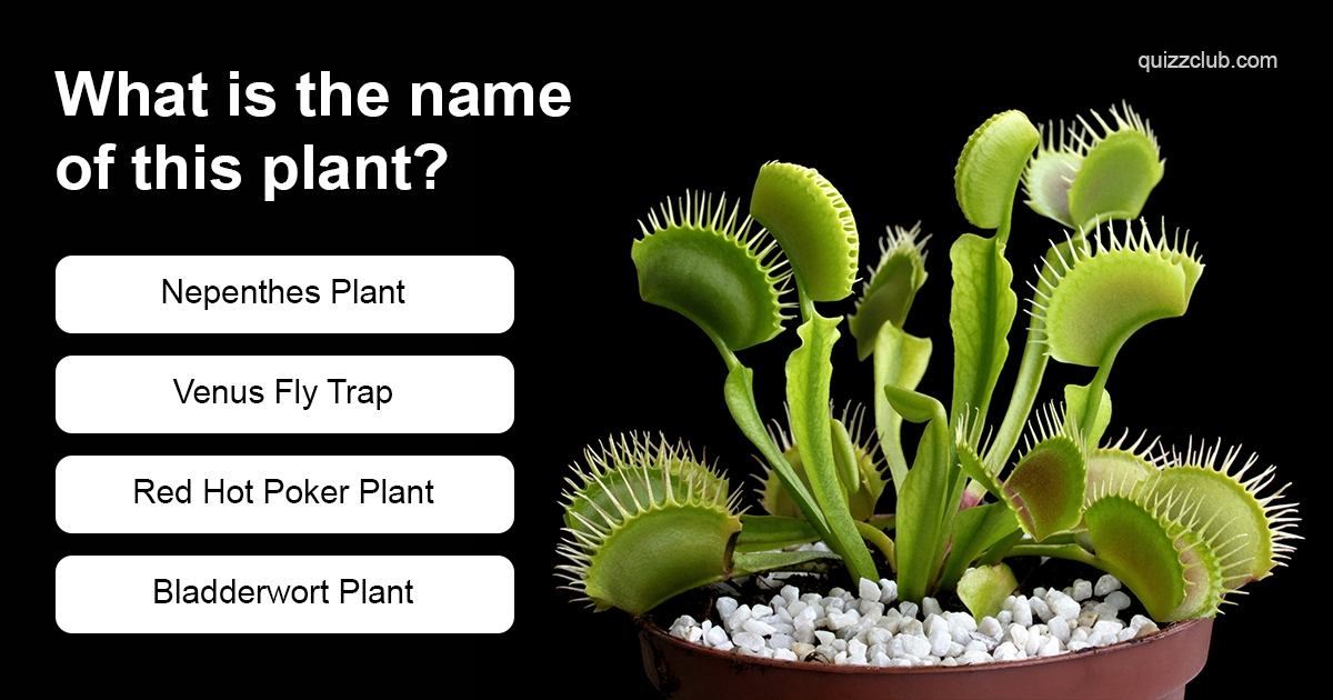 What Is The Name Of This Plant Trivia Questions Quizzclub