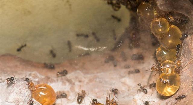 Naturaleza Pregunta Trivia: ¿Cómo subsisten las hormigas melífera la escasez de su alimento?