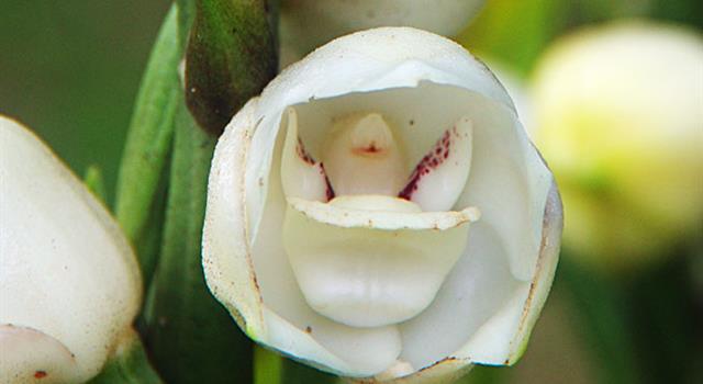 Naturaleza Pregunta Trivia: ¿Cuál es la flor nacional de la República de Panamá?