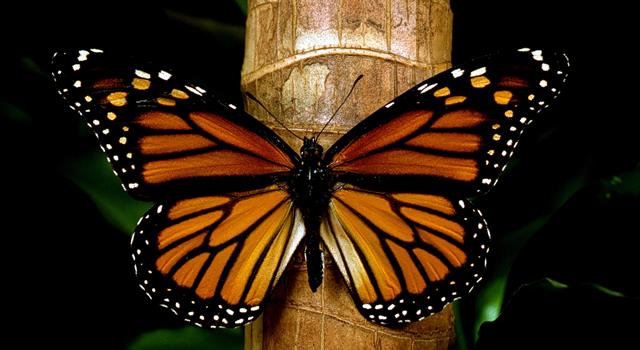 Naturaleza Pregunta Trivia: ¿Cuántos kilómetros, aproximadamente, viaja la mariposa monarca durante su migración anual de Canadá a México?