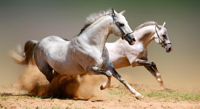 Historia Pregunta Trivia: ¿Qué pueblo mesopotámico fue el primero en la historia en usar el caballo con fines bélicos?