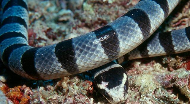 Naturaleza Pregunta Trivia: ¿Son venenosas las serpientes marinas ?