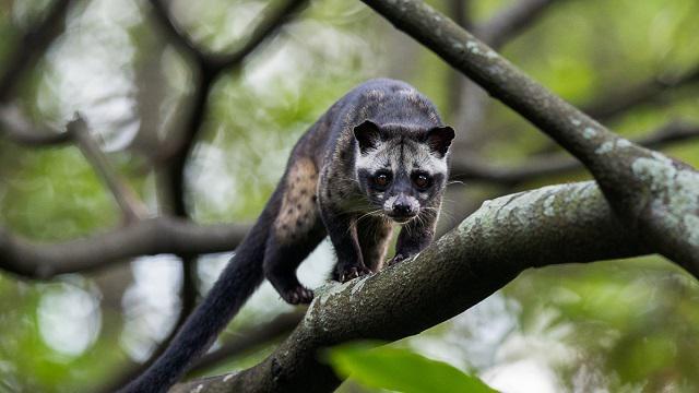 Culture Trivia Question: The feces of the palm civet cat are used for which human product?