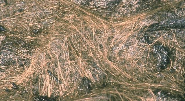 Science Trivia Question: The name ''Pele's hair'' was derived first from which country?