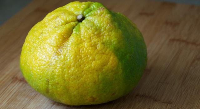 Nature Trivia Question: The ugli fruit is a cross between a grapefruit, an orange and which other fruit?