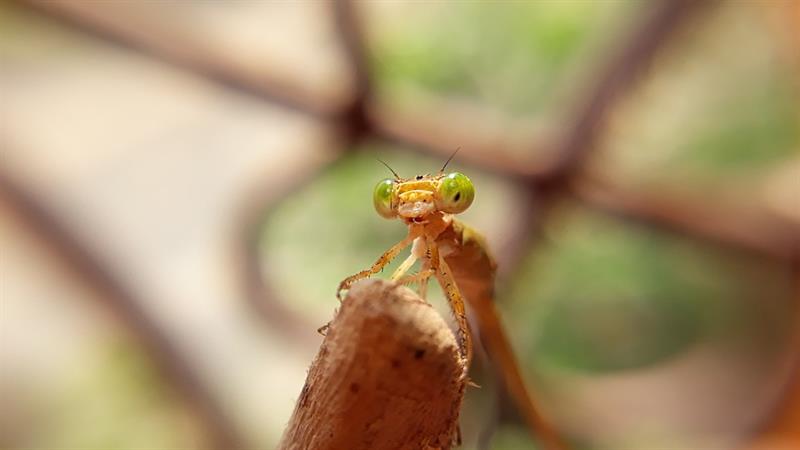 Natuur Trivia Vraag: Welke insecten hebben zowel een koning als een koningin?