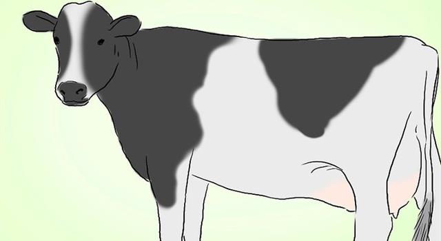 Culture Trivia Question: What is the name of highest milk producing breed of cattle in the world?