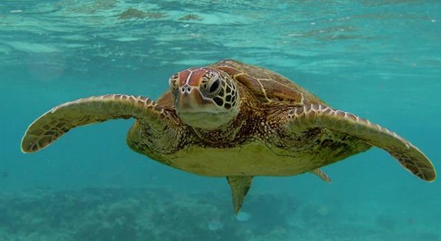 Nature Trivia Question: What is the scientific name for the upper body shell of a turtle?