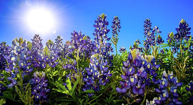Nature Trivia Question: What flower is Texas known for?