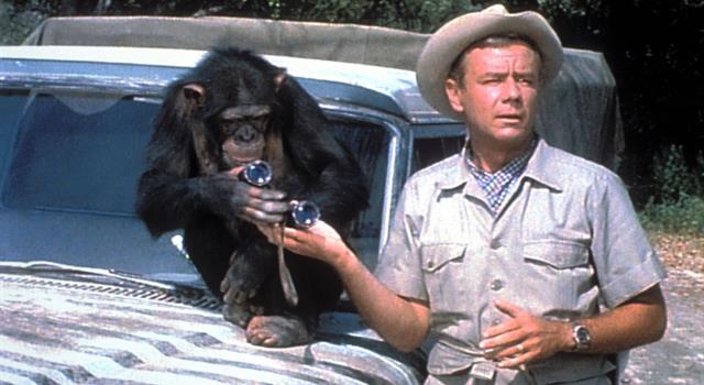 Movies & TV Trivia Question: What was the name of the chimpanzee in the TV series 'Daktari'?
