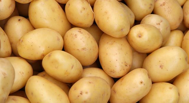 Nature Trivia Question: Which continent was the original home to the humble potato?