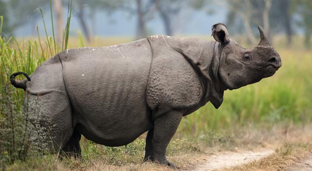 Nature Trivia Question: Which species of rhinoceros has only one horn?
