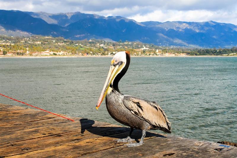 Geography Trivia Question: Which US state is called the Pelican State?