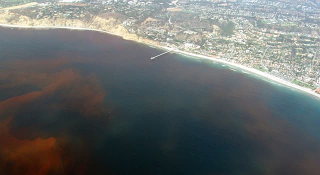 Naturaleza Pregunta Trivia: ¿A qué se denomina marea roja?