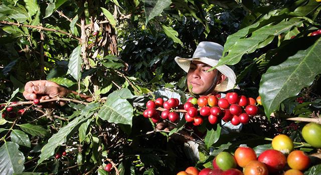 Cultura Pregunta Trivia: ¿Cómo se produce el café más caro del mundo?