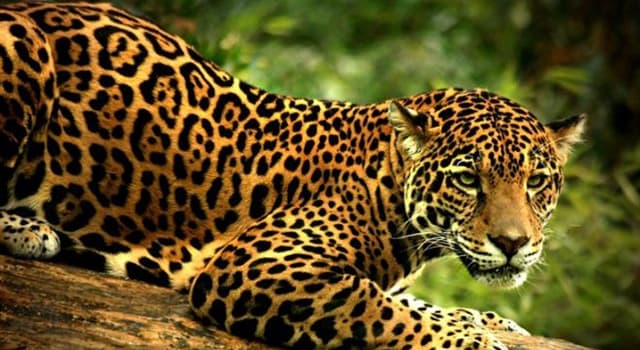 Naturaleza Pregunta Trivia: ¿Cuántas especies de felinos silvestres hay en México?