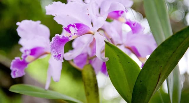 Naturaleza Pregunta Trivia: De las siguientes orquídeas, ¿cuál es la flor nacional de Colombia?