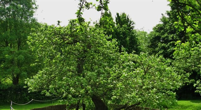 Naturaleza Pregunta Trivia: ¿Dónde se encuentra el árbol que inspiró a Isaac Newton?