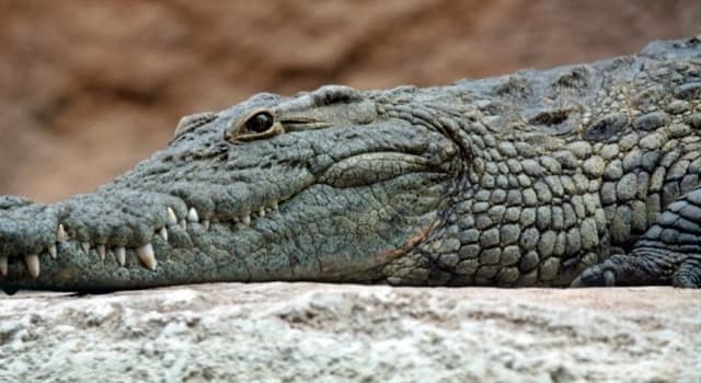 Naturaleza Pregunta Trivia: ¿Qué determina el sexo de los cocodrilos?