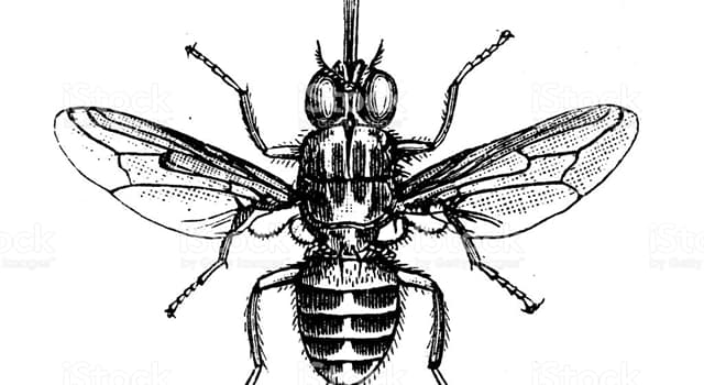 Naturaleza Pregunta Trivia: ¿Qué enfermedad contraes en África, si te llega a picar la mosca tse-tse?