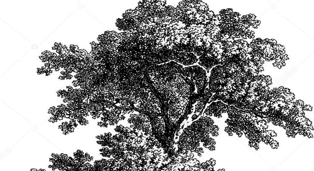 Naturaleza Pregunta Trivia: ¿Qué fue el árbol de teneré?