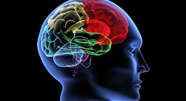 Science Trivia Question: The cerebrum is the largest part of the brain and accounts for how much of the organ's weight?